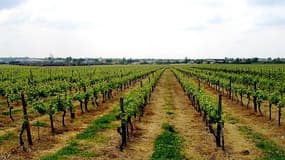 Les vignes françaises ont souffert de la mauvaise météo et des intempéries du mois d'août.