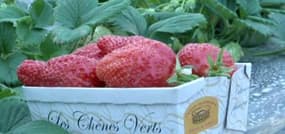 La fraise Gariguette en avance et étonnamment grosse cette année