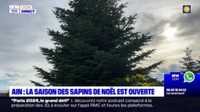 Ain: la saison des sapins de Noël est ouverte