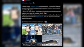 Deux phoques ont été relâchés sur la plage d'Yport (Seine-Maritime) par une association de sauvegarde de la faune jeudi 3 octobre 2024.