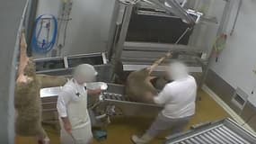 Des images tournées par l'association L214 montrent des mauvais traitements exercés sur les animaux au sein de l'abattoir certifié bio du Vigan, dans le Gard. 