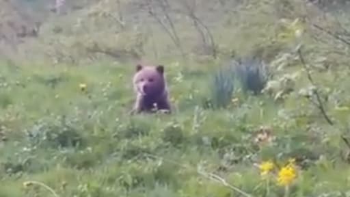 Auberta, la petite oursonne, a été retrouvée par un habitant en train d'errer sur le territoire d'Aubert, en Espagne