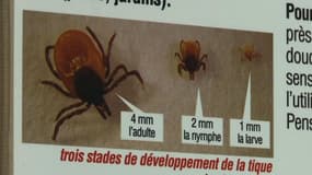 L’inquiétante progression de la maladie de Lyme en France