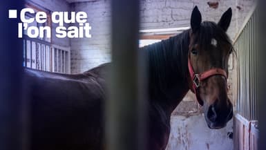 Un cheval, photo d'illustration.