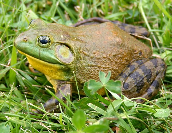 L'invasive grenouille-taureau L'invasive grenouille-taureau