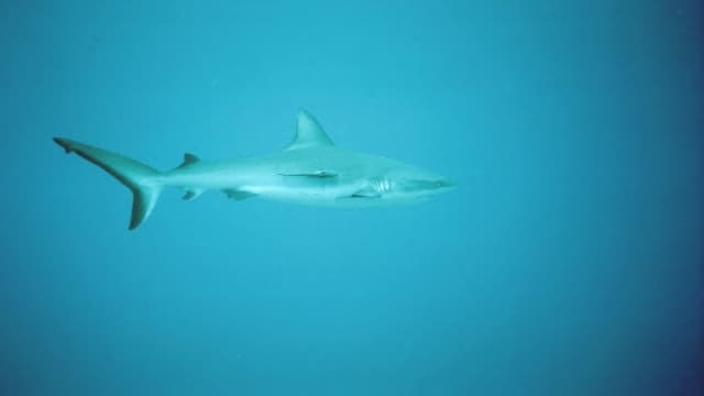 Un requin (PHOTO D'ILLUSTRATION)