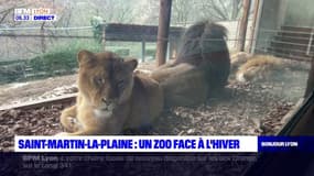 Loire: le zoo de Saint-Martin-la-Plaine face à l'hiver
