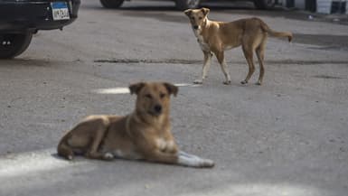 Des chiens errants dans les rues du Caire, en Egypte, le 14 décembre 2018. (Photo d'illustration)