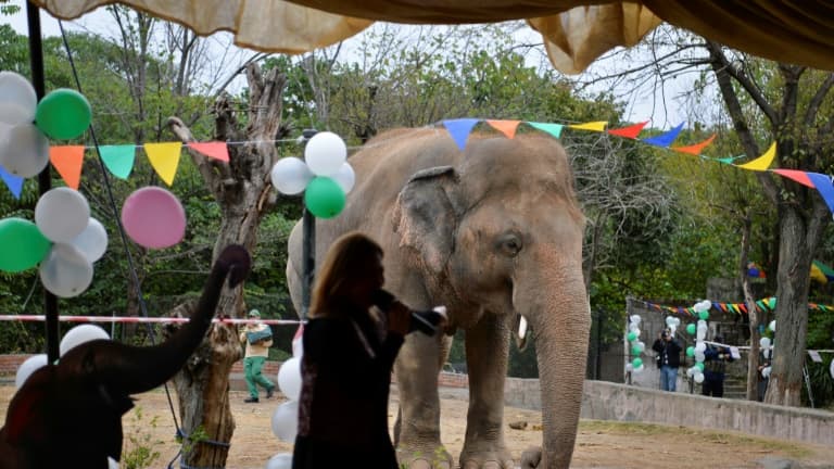 Ballons et musique avant le départ au Cambodge de l'éléphant Kaavan, le 23 novembre 2020 au zoo d'Islamabad