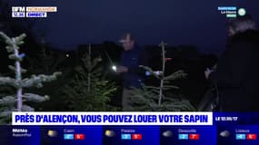 Près d'Alençon, il est possible de louer son sapin pour Noël