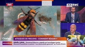 Attaques de frelons: il "n'est pas plus agressif qu'un autre type de frelon" affirme Stéphane Bras 