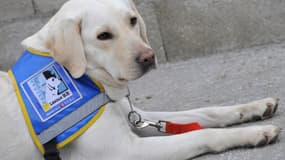 Les chiens d'aveugle ou d'assistance ont accès à tous les lieux et transports ouverts aux publics selon la loi. (Photo d'illustration)
