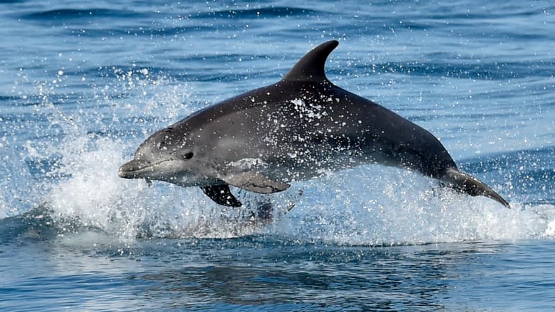Japon: un dauphin attaque et blesse au moins six personnes sur trois plages différentes