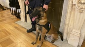Trois chiens ont été médaillés à Marseille après leurs services au sein de la brigade cynophile et leurs mobilisations pendant les Jeux olympiques ce lundi 9 décembre. 