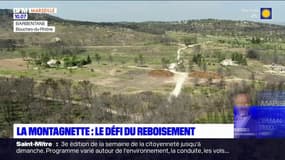 Un an après l'incendie de la Montagnette, le défi du reboisement