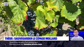 Le Domaine Allemand souhaite sauvegarder le cépage mollard