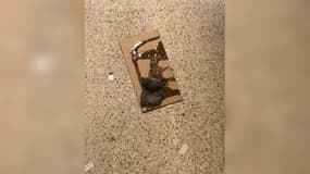 Un rat piégé dans la cave de la boutique Jay&Joy à Paris.