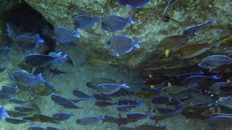 Une étude scientifique révèle que la pollution en mer Méditerranée est plus destructrice que la surpêche. (Photo d'illustration)