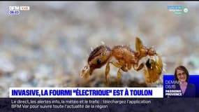 Var: une fourmi "électrique" invasive repérée à Toulon