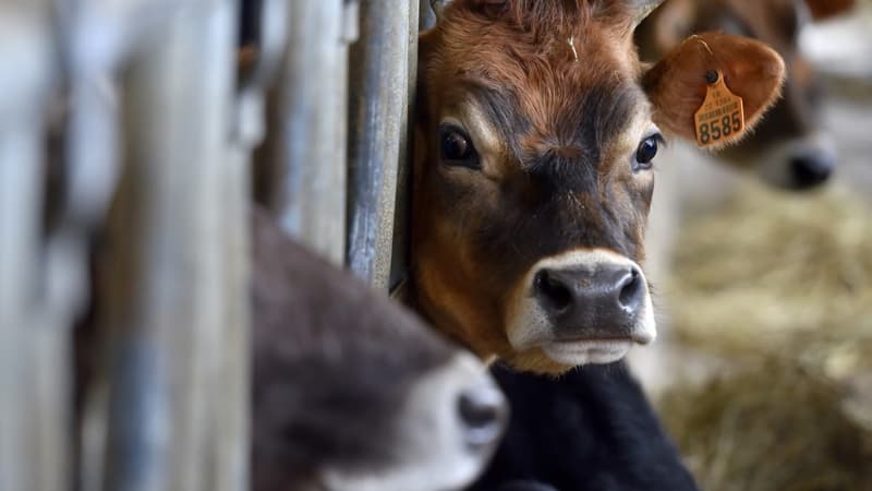 Oise: un éleveur définitivement condamné à payer 106.000 euros pour le bruit et l'odeur de ses vaches