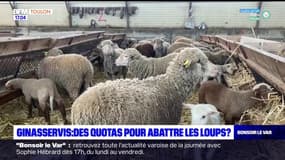 Var: des quotas pour abattre les loups?