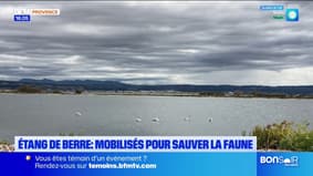 Etang de Berre : ils se mobilisent pour sauver la faune
