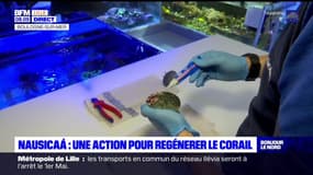 Boulogne-sur-Mer: le centre Nausicaá participe à la régénération du corail aux Maldives