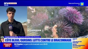 Côte Bleue: une opération de police contre le braconnage d'oursins