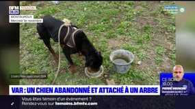 Var: un chien abandonné et attaché à un arbre près du lac de Saint-Cassien