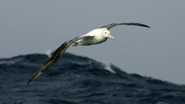 Une espèce rare d'albatros est menacée de disparition. Photo d'illustration