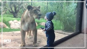 Un petit garçon embrasse un lion à travers la vitre du zoo de Perth