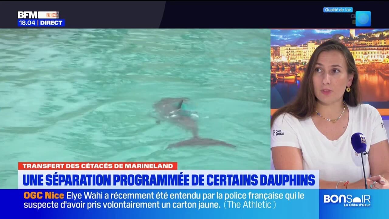 Transfert des cétacés de Marineland : un appel au rassemblement le 1er juillet
