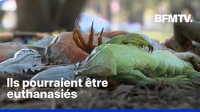 Floride: paralysés par le froid, des iguanes tombent des arbres