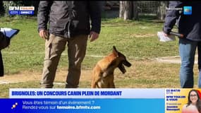 Brignoles : un concours canin plein de mordant