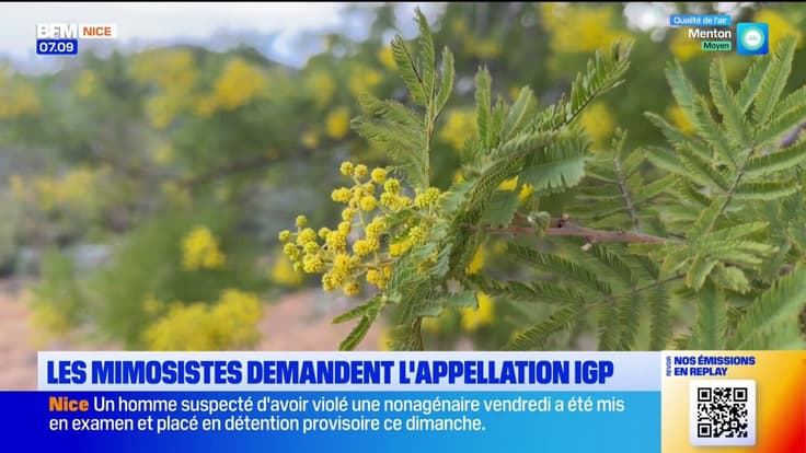 Les mimosistes demandent l’appellation IGP