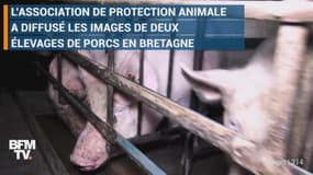 "La souffrance en boîte", la nouvelle vidéo choc de L214 dans des élevages de porcs
