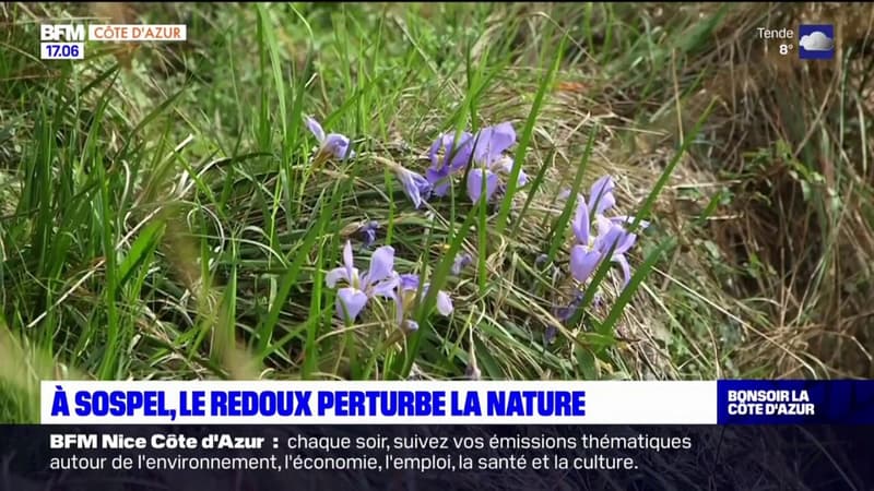 Alpes-Maritimes: à Sospel, le redoux perturbe la nature