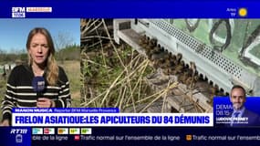 Provence: les apiculteurs menacés par les frelons asiatiques