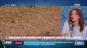 Objectif Terre : L'origine des nuées de criquets enfin expliquée - 14/08