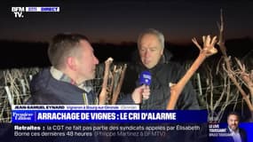 Arrachage de vignes : le cri d'alarme - 13/02