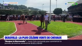 Calvados: Deauville accueille la plus célèbre vente de chevaux