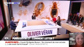 "Il semble qu'il y ait une recrudescence depuis deux ans": Olivier Véran s'exprime sur les punaises de lit