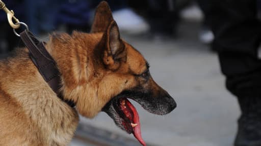 Les chiens britanniques peuvent se réjouir, ils vont toucher une retraite.