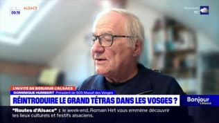 Massif des Vosges: la réintroduction du grand tétras est "absurde" selon Dominique Humbert
