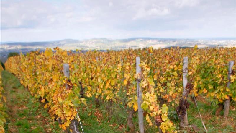 « Toutes les appellations de Beaune sont touchées et entre 10 et 90% des parcelles détruites », selon Cécile Mathiaud du BIVB (Bureau interprofessionnel des vins de Bourgogne).
