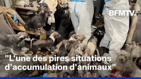 États-Unis: 40 chiens et chiots retrouvés dans un appartement insalubre en Californie