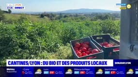 Lyon: du bio et des produits locaux dans les cantines à la rentrée