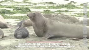 Ces éléphants de mer ont envahi une plage... lors du "shutdown" en Califonie