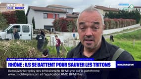 Rhône: une opération inédite à Chasse-sur-Rhône pour sauver les tritons