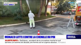 Monaco: opération de lutte contre les chenilles processionnaires